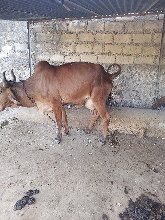 ગાય વેચવા ની છે
