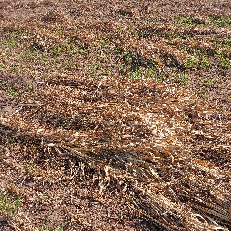 જુવાર વેચવાની છે. 5000પુરા