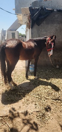 ઘોડી વેચવાની છે