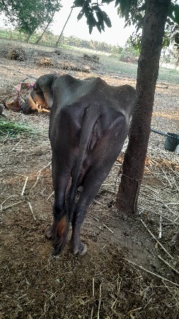 વેચવાની છે