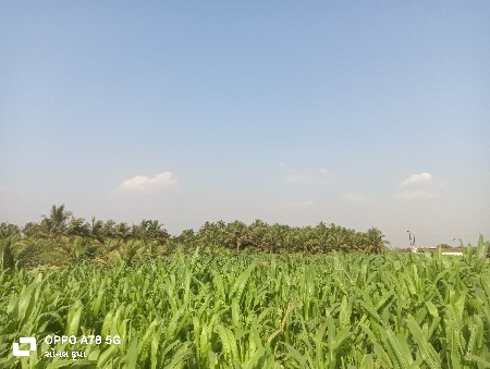 લીલી મકાઈ વેચવાની છે