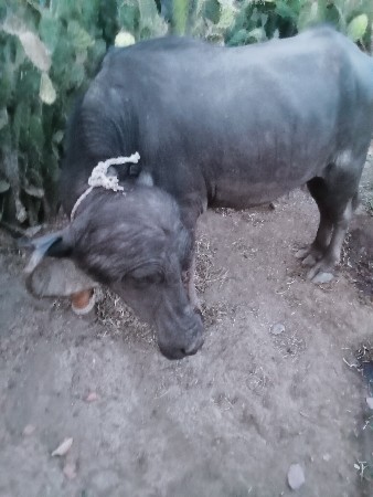 પેલા વેતર ની સે ખણેલી સે