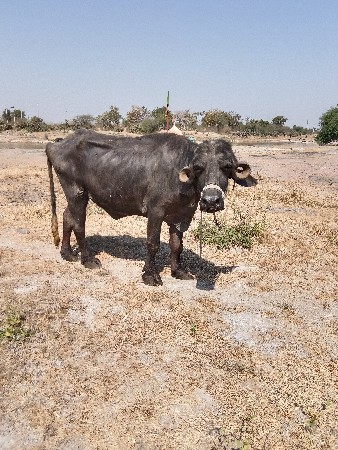 थंबनेल 3