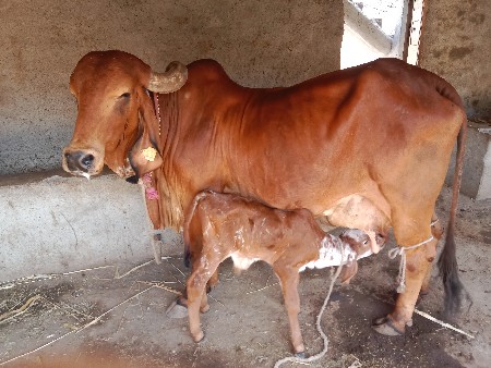 ગીર ગાય વેચવાની છે.