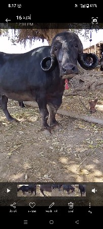 थंबनेल 2