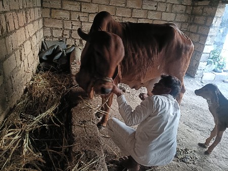 ગીર ગાય વેચવાની છે