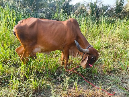 थंबनेल 3