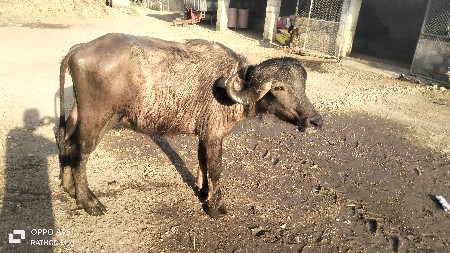 थंबनेल 2