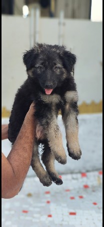 थंबनेल 3