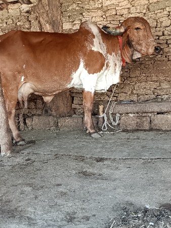 3 ગીર ગાય વેસાવાની સે