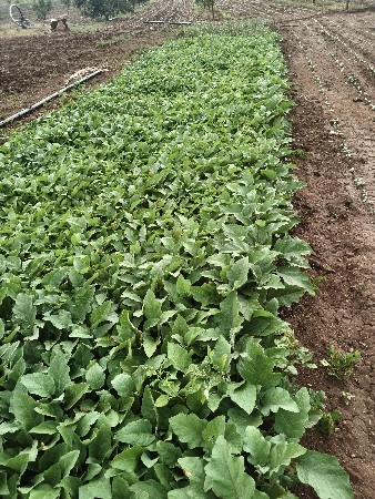 આ રીંગણી નો રોપ વેચવાનો છે