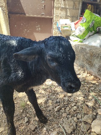 ગાય વેચવાની છે 4વેતર