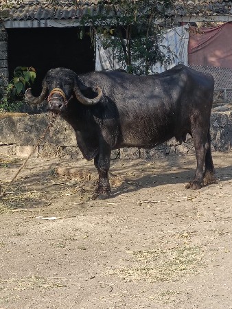 ભેંસ વેચવાની છે.3.જુવેતર