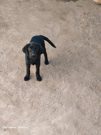 લેબ ફીમેલ લેબ મેલ ડોબરમેન ફીમેલ