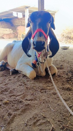 थंबनेल 2