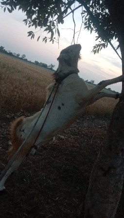 આ રાજસ્થાની પટ્ટીરો વેચવાનો છે