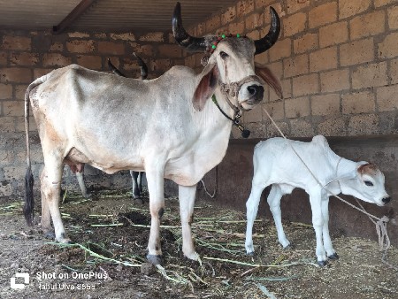 ગાય વેશવાનિછે