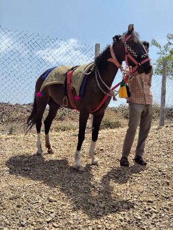 ચંદ્ર રાજભાઈ  કાઠી