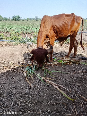 थंबनेल 2