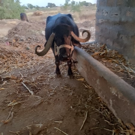 थंबनेल 2