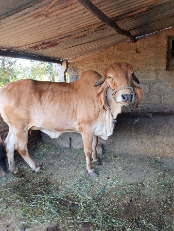 ગીર ગાય વેચવાની છે