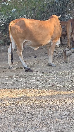દેશી ગાય છે વેચવાની છે