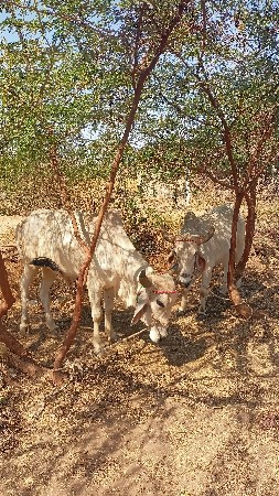 વાછડાં વેચવાના છે