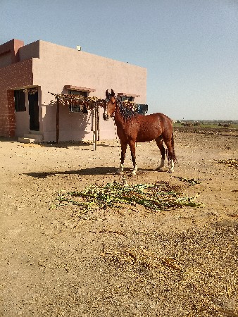 ઘોડી વેચવાની છે