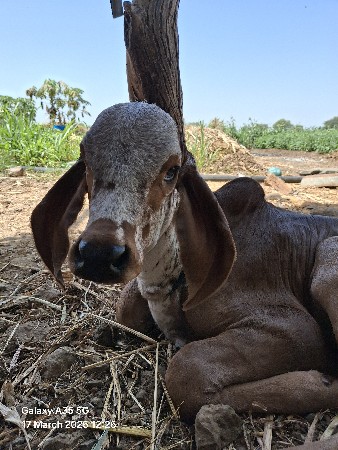 થંબનેલ 3