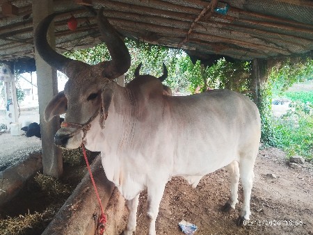 બળદ વેચવાના છે