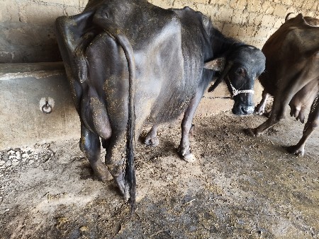 કોલ 6લેટર ટુ આદિવાસી એક મહિનાની ત્