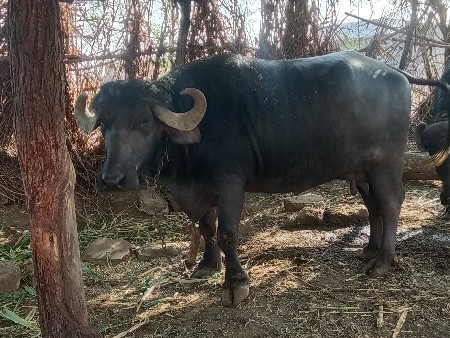 થંબનેલ 2