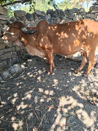 थंबनेल 3