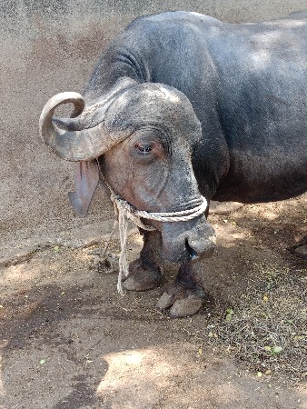 થંબનેલ 3