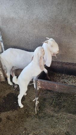 હૈદરાબાદી બકરી નીચે બકરો