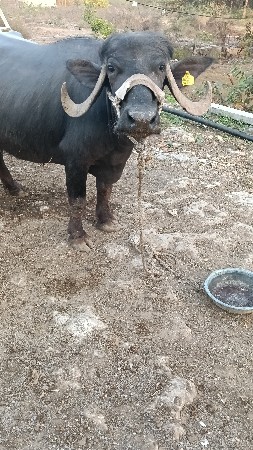 થંબનેલ 3