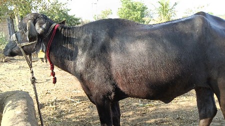 ગાભણુ ખડેલું વેચવા નુ છે...