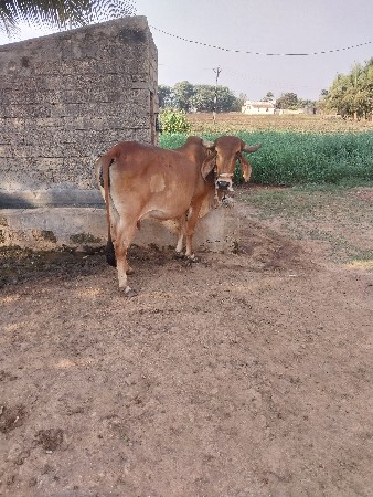 थंबनेल 2