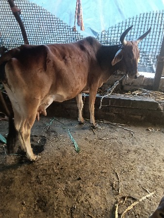 જરસી દેસી