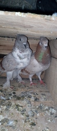 थंबनेल 2