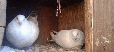 थंबनेल 2