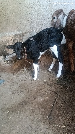 એચ એફ પેલું વેતર ગાય વેચવા ની