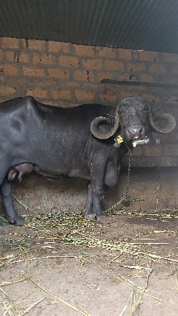 थंबनेल 3