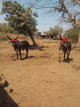 નાથાહમીરલાલકા