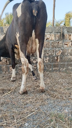 થંબનેલ 3