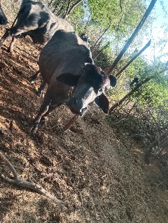 બની નઃસલ ભેંસ વેચવાની છે