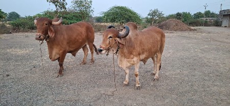 थंबनेल 3