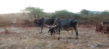 બળધ વેચવાના છે.