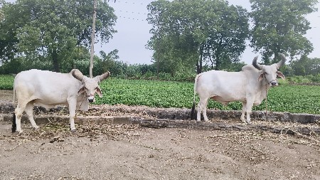 બળદ વેચવા ના છે.