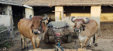 દેશી બળદ વેચવાના છે